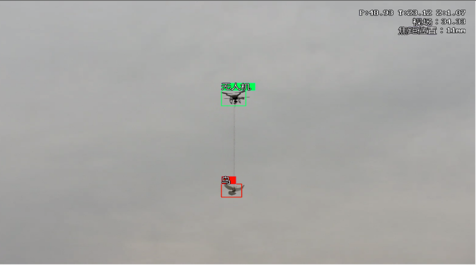 идентификации птиц